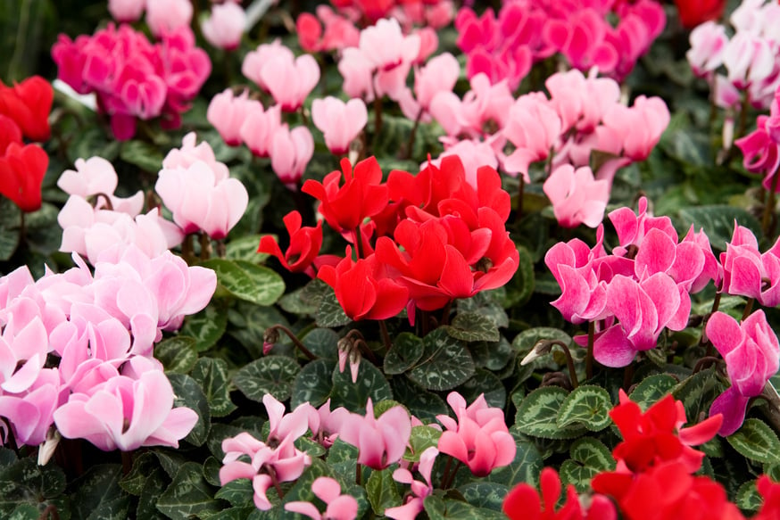 cyclamen